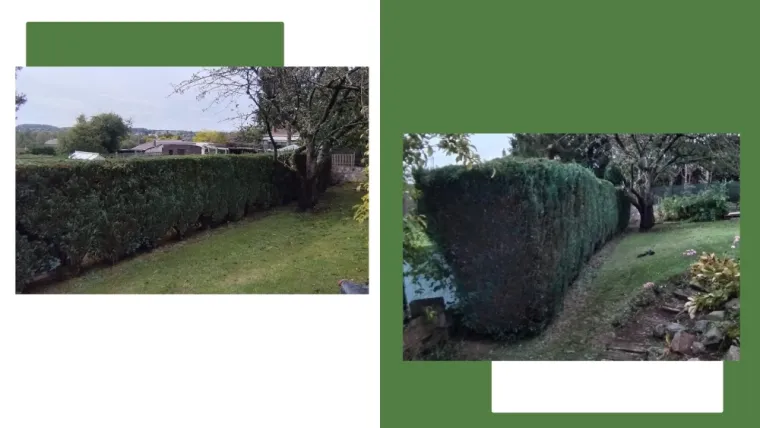Taille de haie sapin à Bavay, Bavay, Le Jardin de Romain
