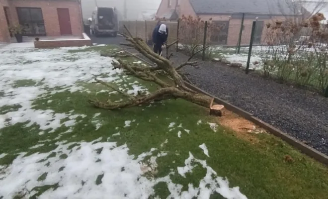 Abattage d'arbres sur Audignies, Bavay, Le Jardin de Romain