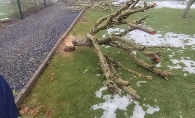 Abattage d'arbres sur Audignies, Bavay, Le Jardin de Romain